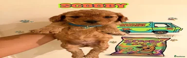 💜 Scooby 🧡