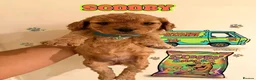 Cockapoo dogs for sale: ✨🐶 Stunning Golden F2 Cockapoo Puppies 🐶✨ - Advert 1