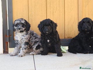 Cavapoo dogs - Advert 2