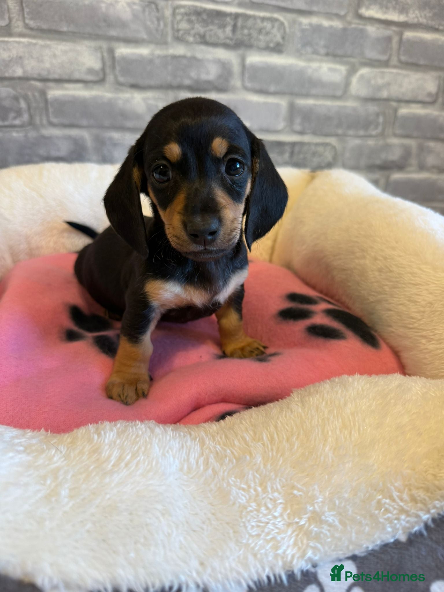 Dachshund dogs 2 gorgeous girls left available 🐶😊😍 - Advert 3