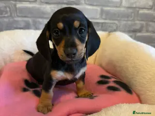 Dachshund dogs 2 gorgeous girls left available 🐶😊😍 - Advert 3