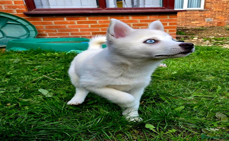 Pomsky dogs - Advert 1