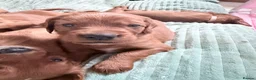 Irish Setter dogs for sale: Irish Red Setter Puppies  - Advert 8