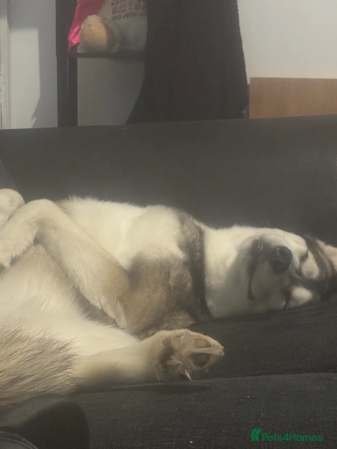 Siberian Husky dogs for sale: Beautiful husky - Advert 1