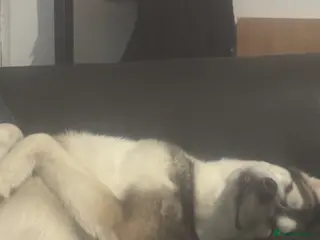 Siberian Husky dogs Beautiful husky - Advert 1