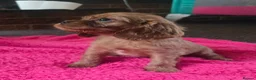 Cavalier King Charles Spaniel dogs for sale: Beautiful pups - Advert 18