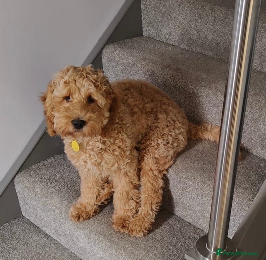 Golden cockapoo F1B for sale in Boston | Pets4Homes