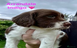 English Springer Spaniel dogs for sale: Springer Spaniels - Image 1