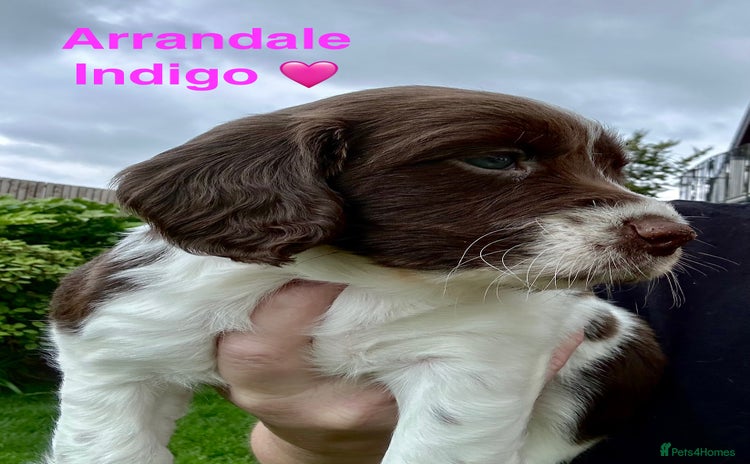 English Springer Spaniel dogs - Advert 1