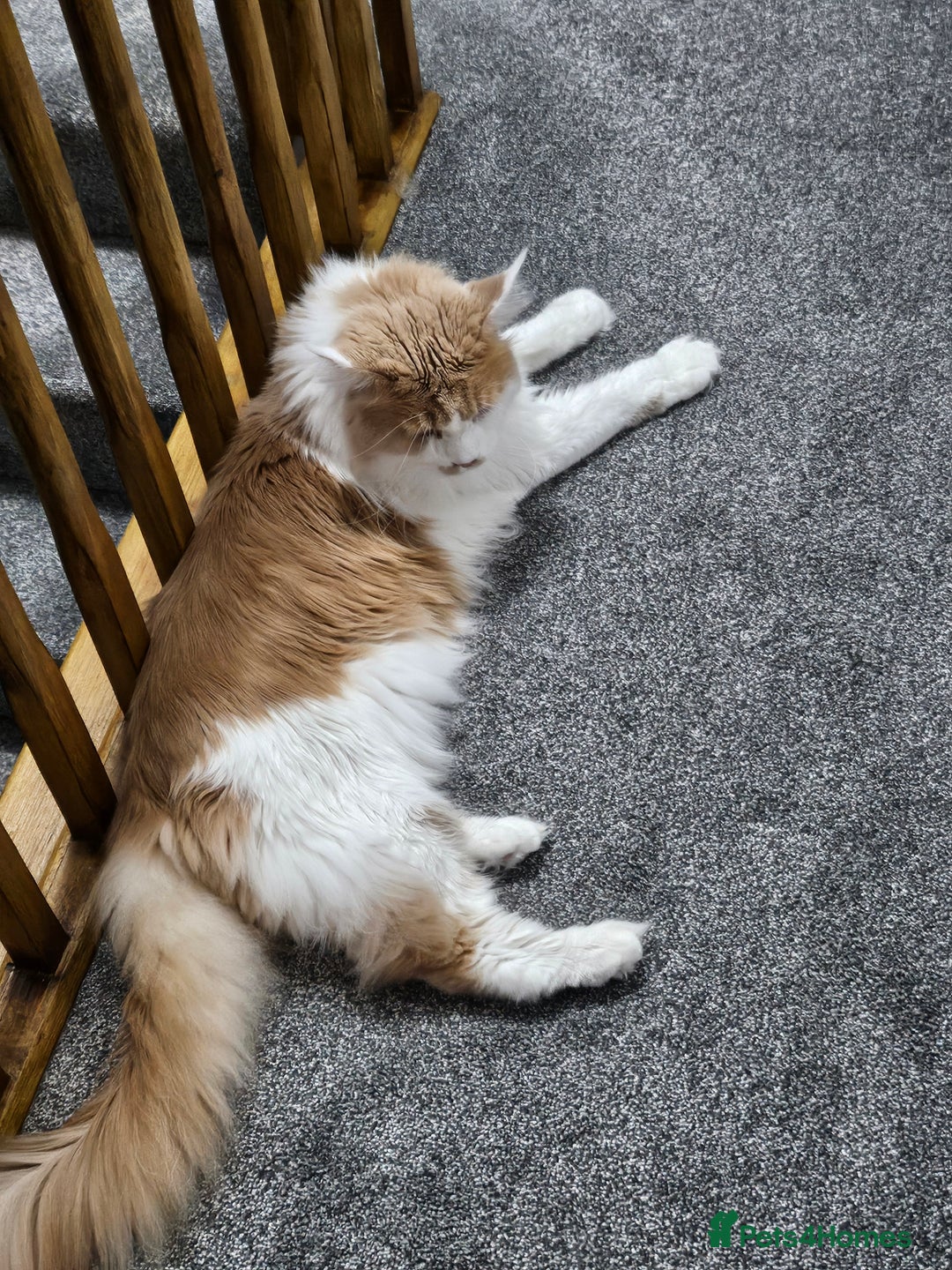 Gallery Image {{count}}