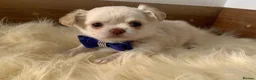 Chihuahua dogs for sale: 5* Licensed RKC Stunning Long Coat Chihuahuas - Advert 23