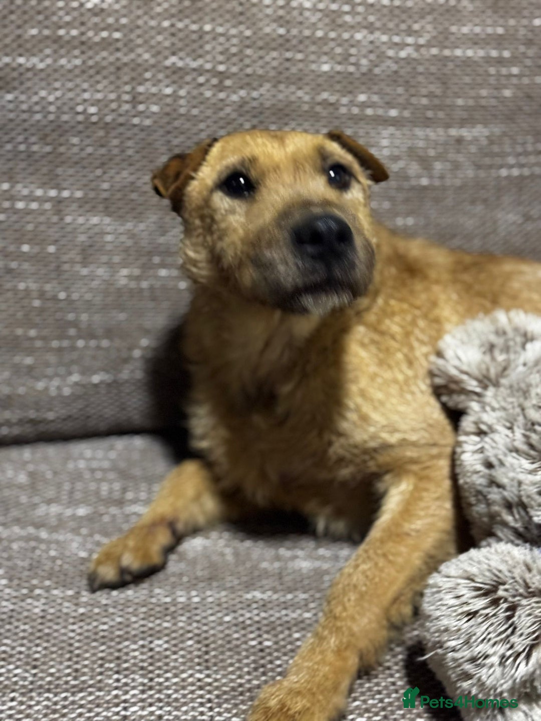 Mixed Breed dogs for adoption: Sweet Molly Needs Love  - Advert 6