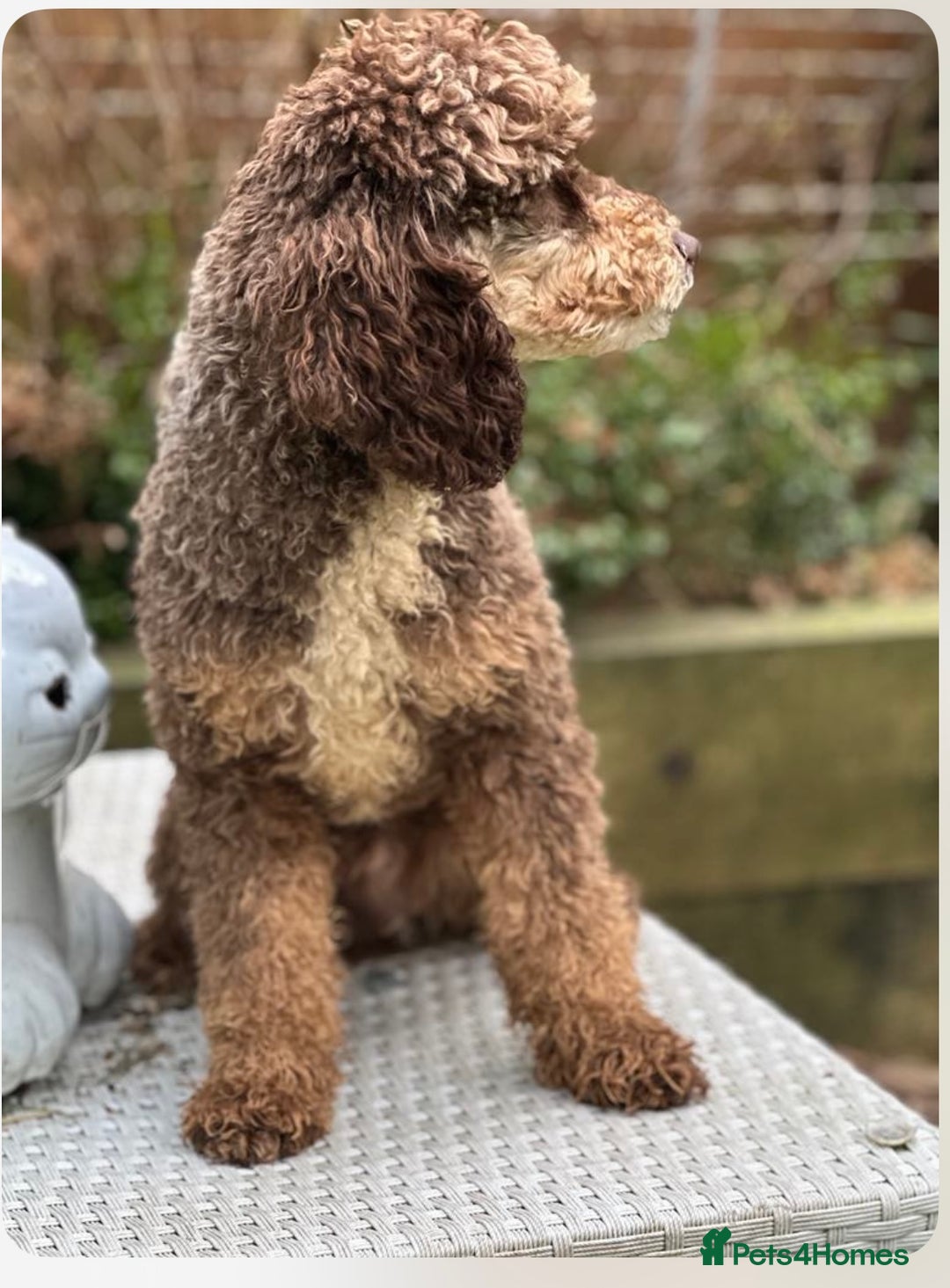 Cockapoo dogs for sale: Unusually fabulous cockapoos   - Image 6