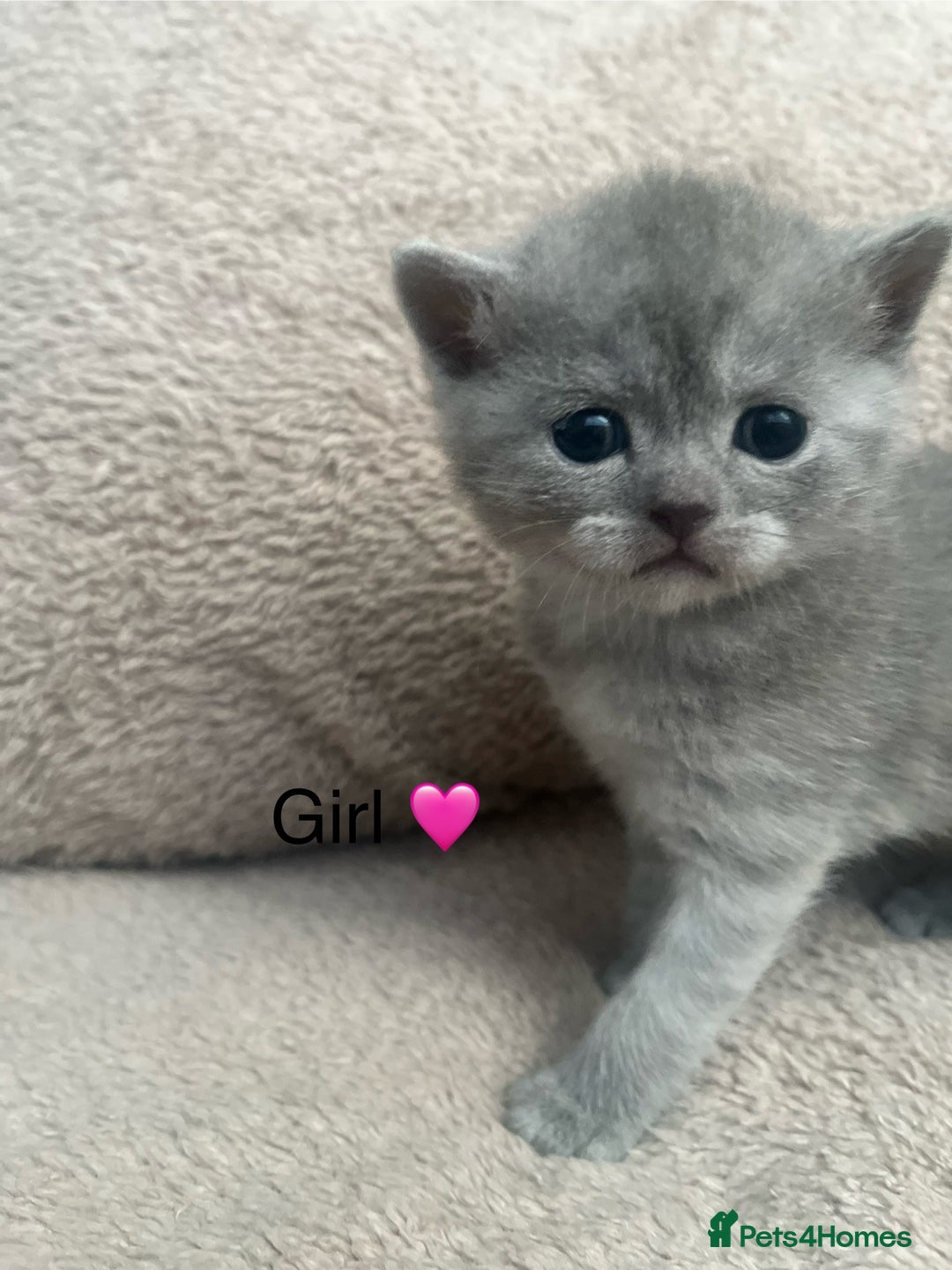 British Shorthair cats for sale: Beautiful British Shorthair kittens ready 23/12 - Advert 8