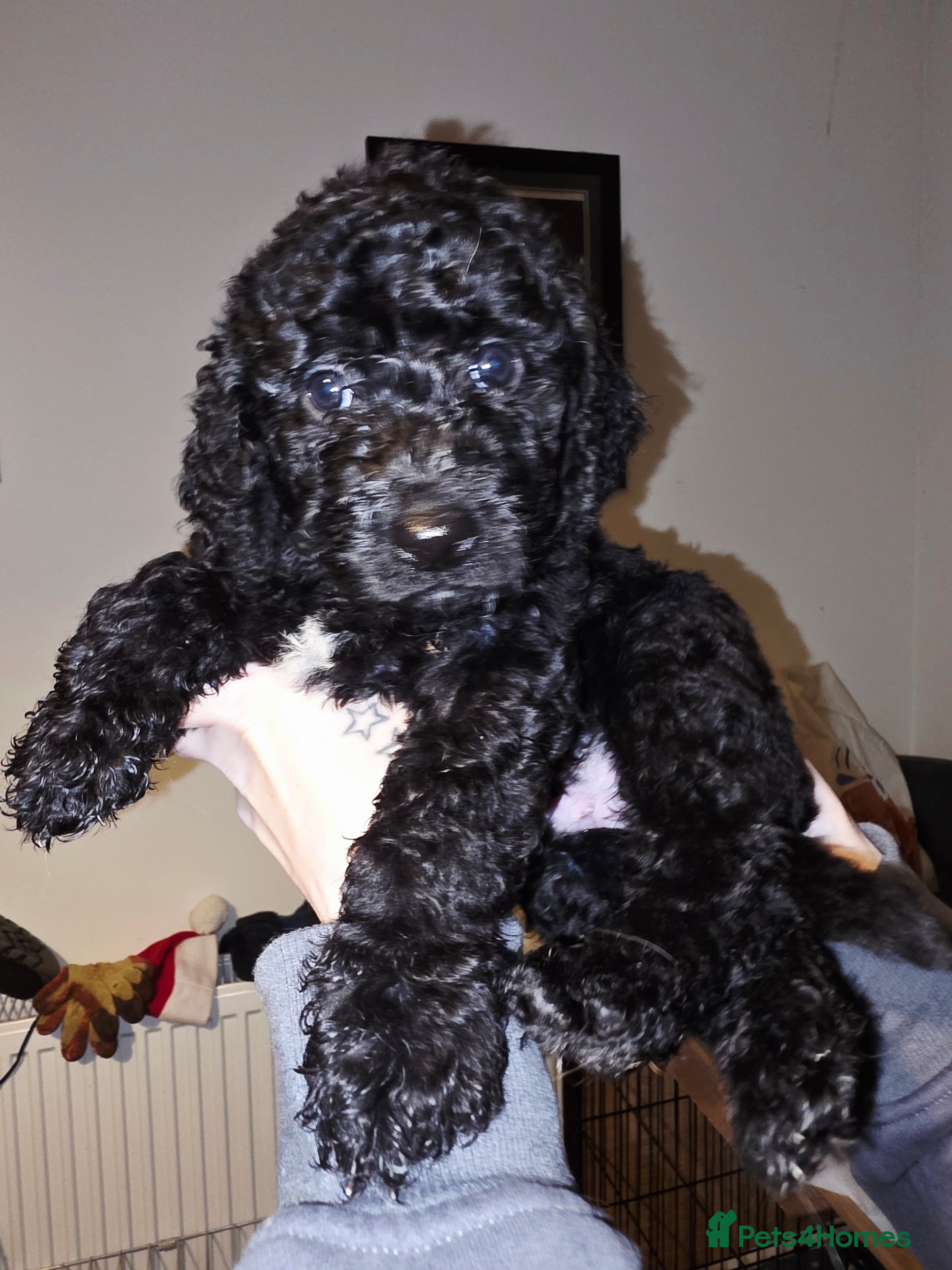 Labradoodle dogs Adorable litter of doodles - Advert 1