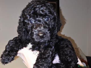 Labradoodle dogs Adorable litter of doodles - Advert 7