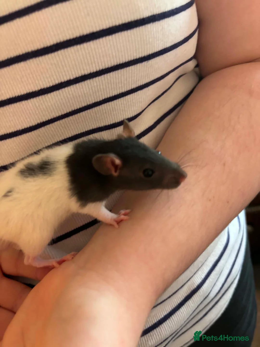 Rat rodents for sale: Rat babies in Bracknell - Advert 2