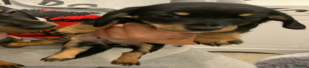 Chiweenie Puppy 2
