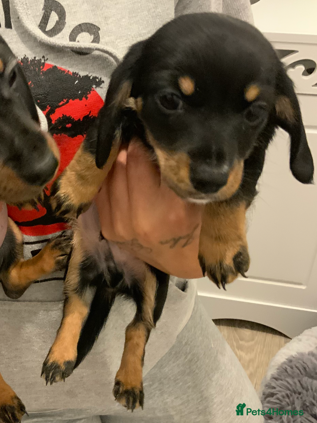 Chiweenie dogs for sale: Ready Now Chiweenies pups - Image 7