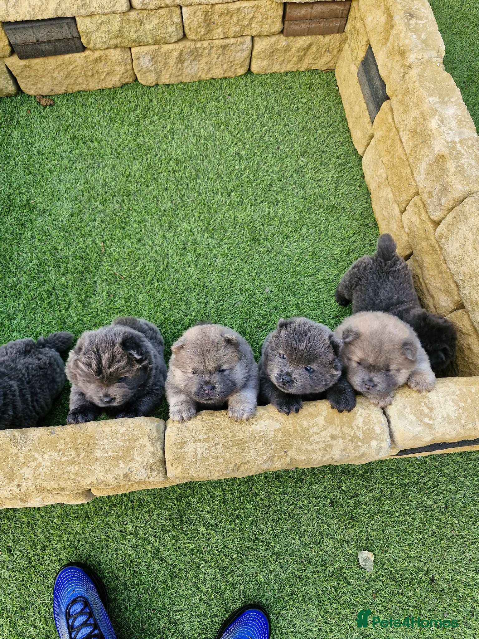 Chow Chow dogs 6 cute fluffy coat chow pups excellentbloodline - Advert 6