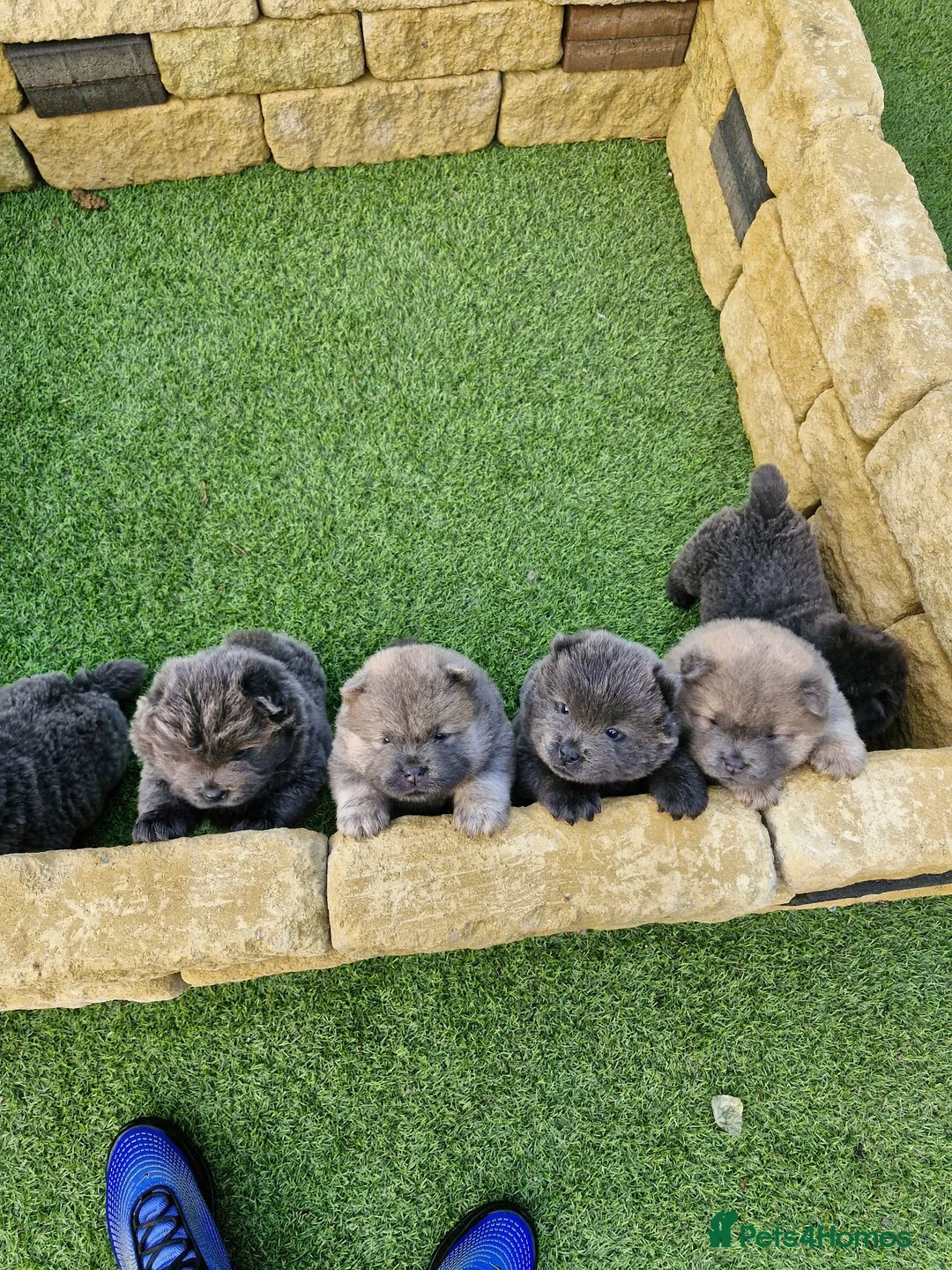 Chow Chow dogs for sale: 6 cute fluffy coat chow pups excellentbloodline - Advert 1