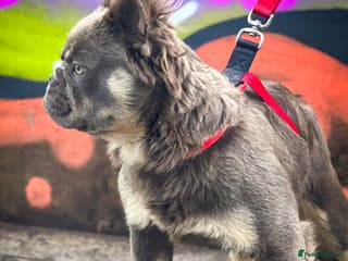 French Bulldog dogs FLUFFY LILAC TAN FRENCH BULLDOG CARYING TESTABLE in Haywards Heath - Advert 13