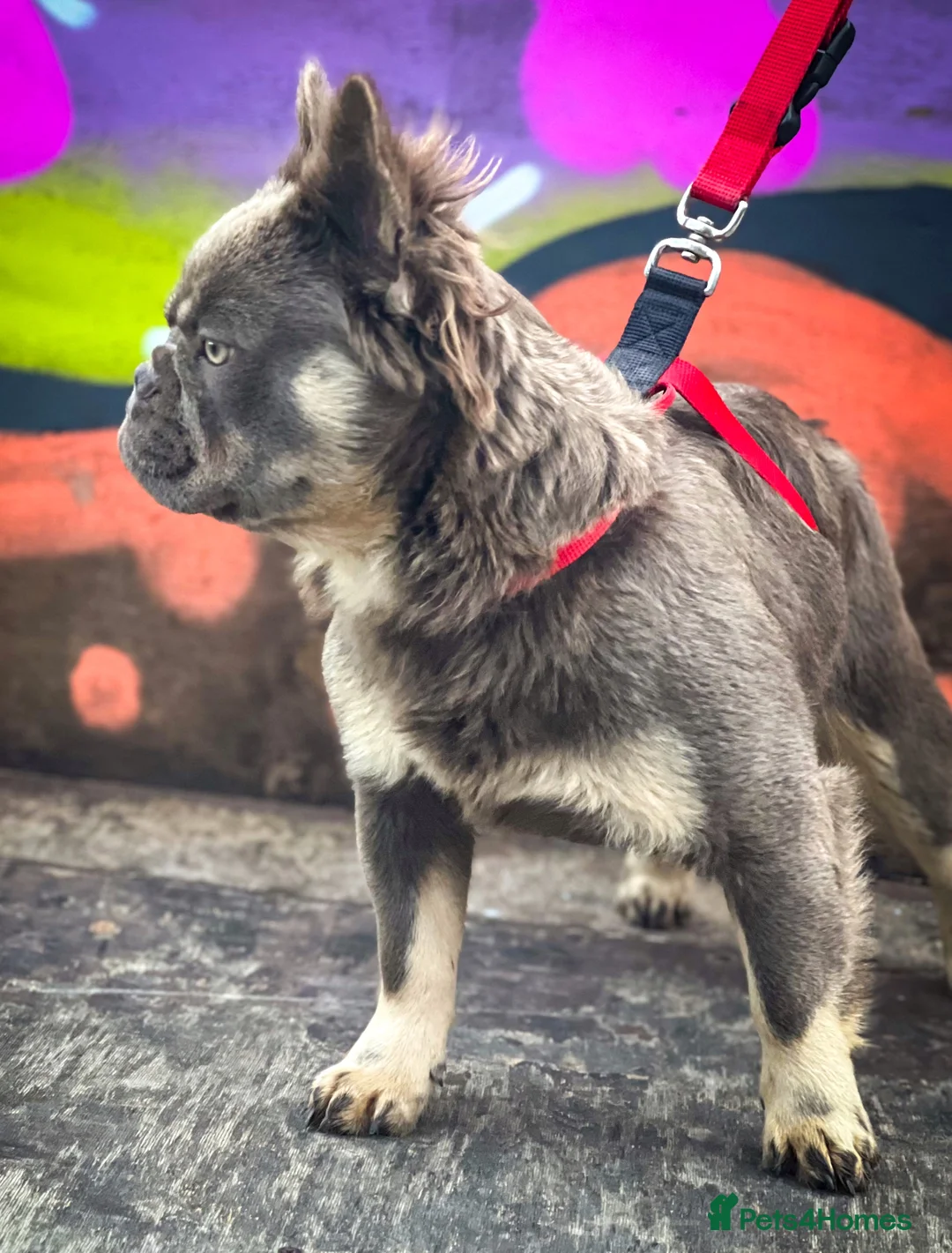 French Bulldog dogs for stud: FLUFFY LILAC TAN FRENCH BULLDOG CARYING TESTABLE in Haywards Heath - Advert 1