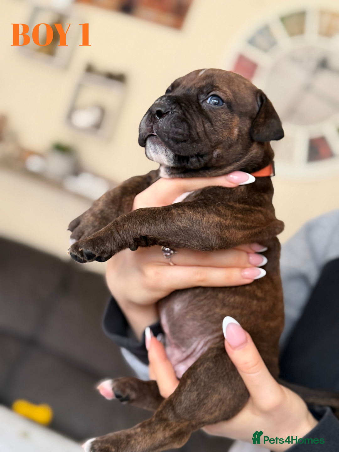 Staffordshire Bull Terrier dogs for sale: Precious Puppies Ready to Join Your Family - Advert 14