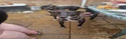 Lurcher dogs for sale: Bull lurcher puppys  - Advert 4