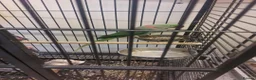 Parrots birds for sale: Alexandrine parrot  - Advert 3