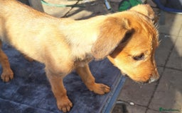 Mixed Breed dogs for sale: Beautiful whippet first cross puppies - Image 7