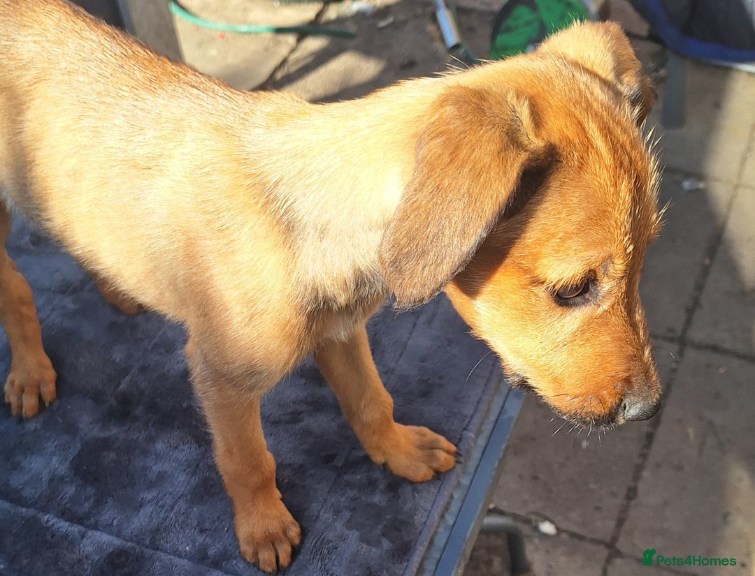 Mixed Breed dogs for sale: Beautiful whippet first cross puppies - Image 7