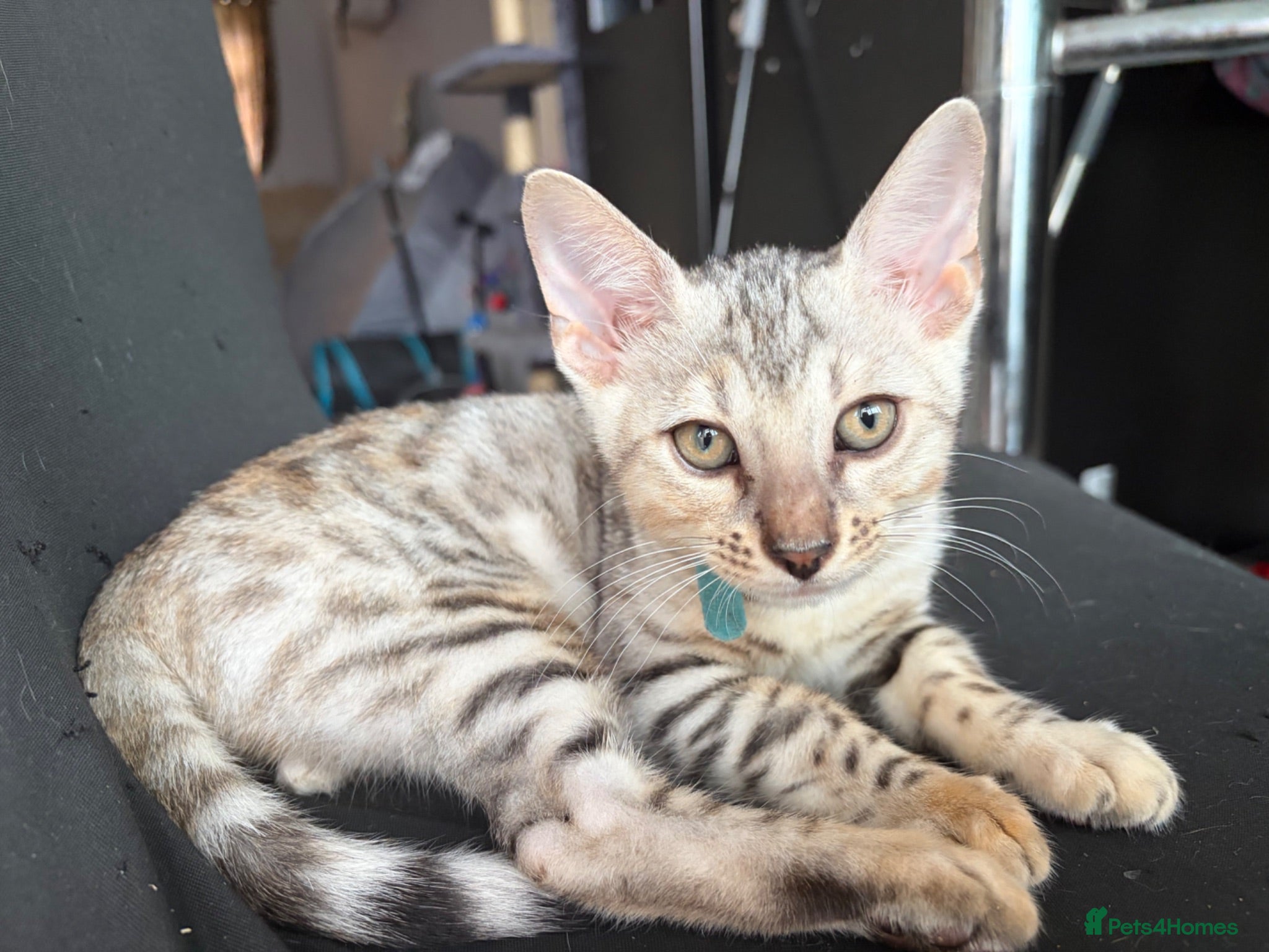 Bengal cats Last Caramel/Brown Marble girl  - Advert 11
