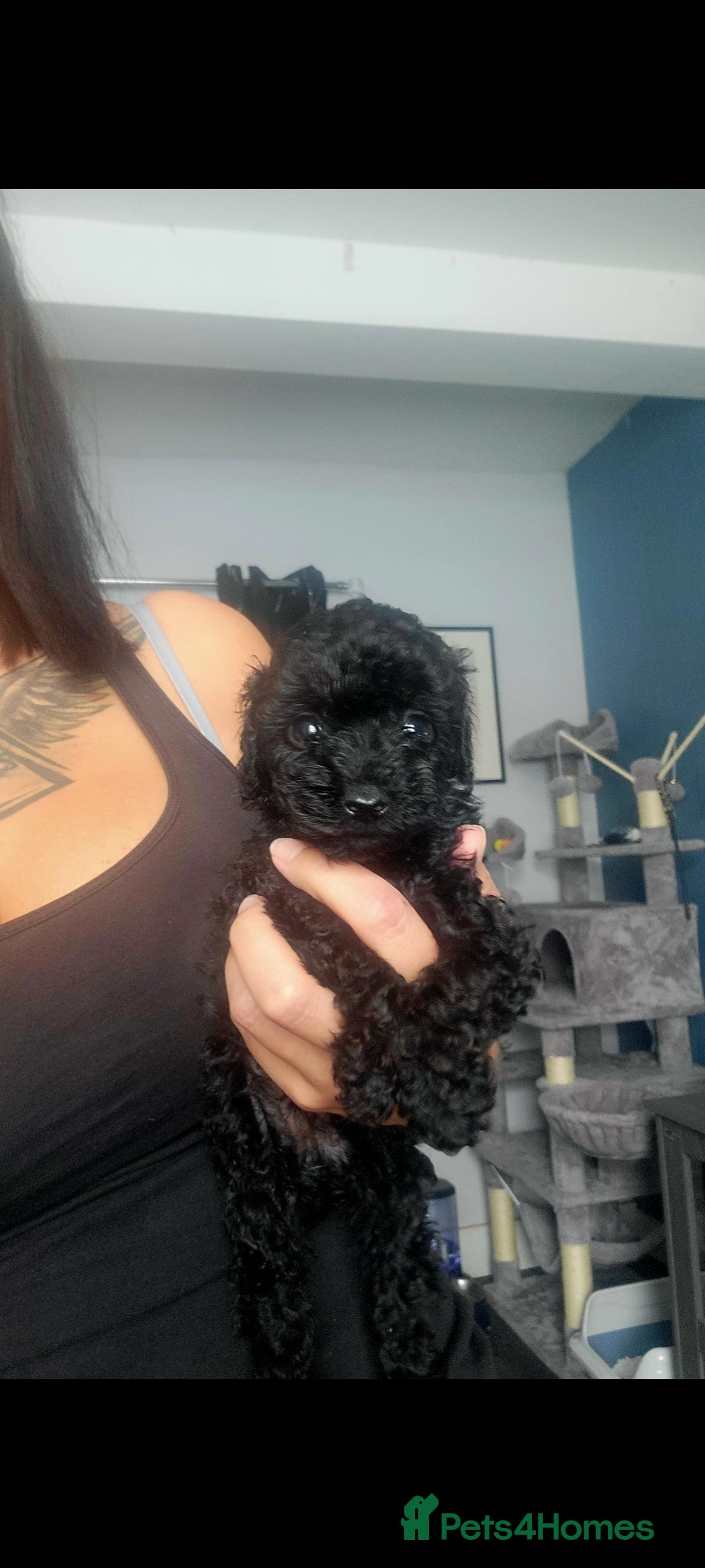 Toy Poodle dogs for sale: **Beautiful Toy Poodle Babies** - Image 5