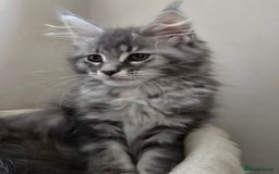Maine Coon cats for sale: VARIOUS FULL PEDIGREE MAINE COON KITTENS FOR SALE in Rotherham - Image 6