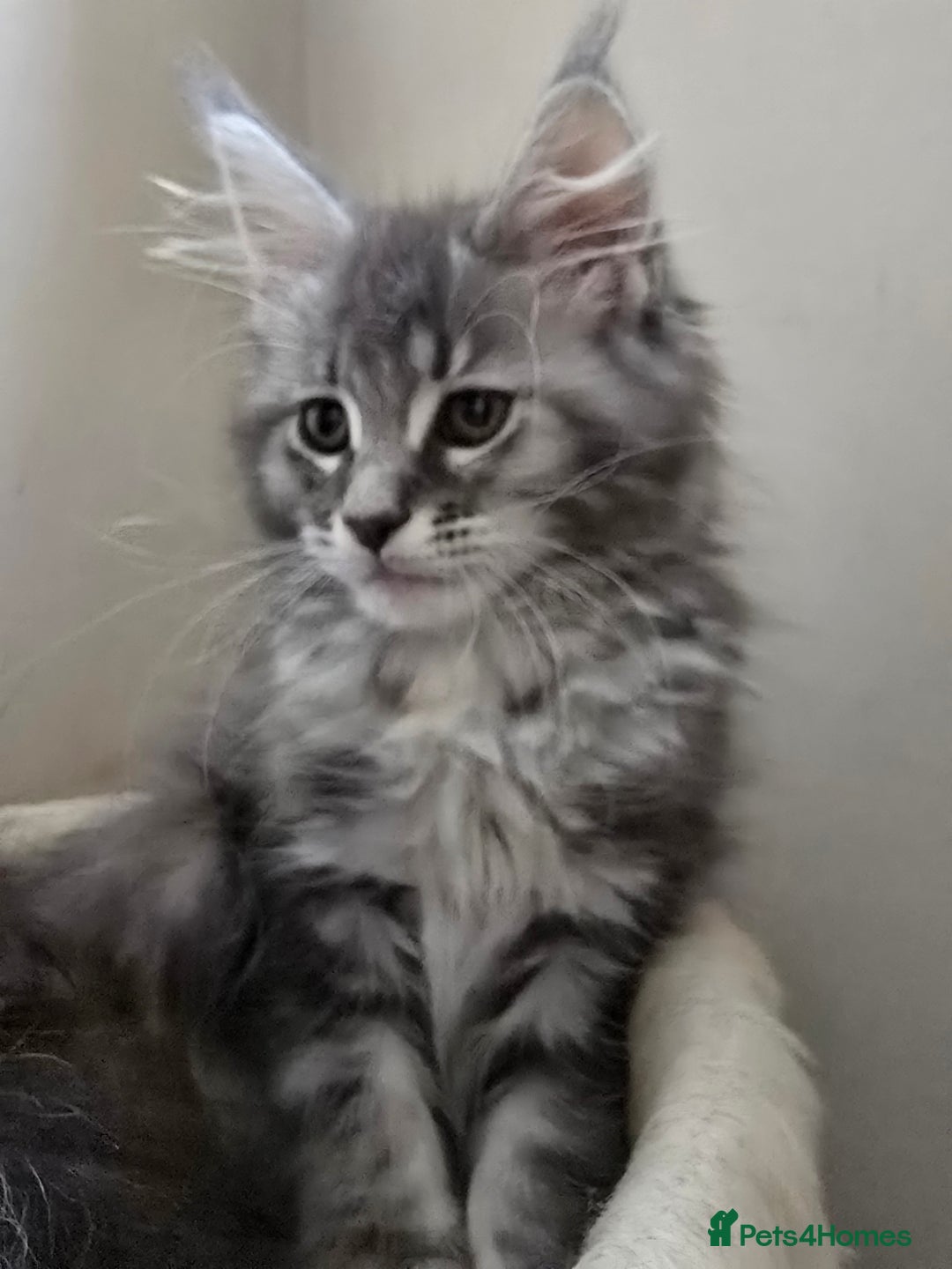 Maine Coon cats for sale: VARIOUS FULL PEDIGREE MAINE COON KITTENS FOR SALE in Rotherham - Image 6