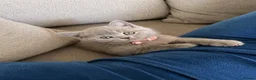 British Shorthair cats for sale: British Shorthair Kittens for Sale – 5 Available! - Advert 3