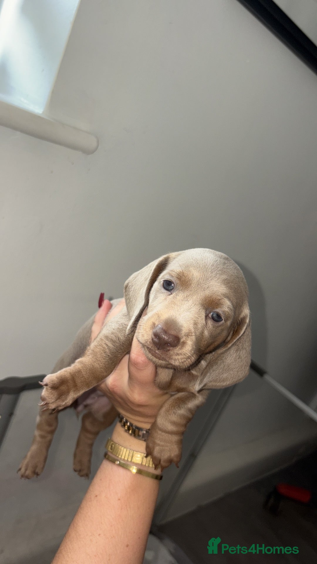 Miniature Dachshund dogs LILAC KC REGISTERED MINATURE DACHSHUND PUPPIES  - Advert 8