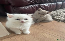 British Shorthair cats for sale: British shorthair/longhair kittens - Image 5