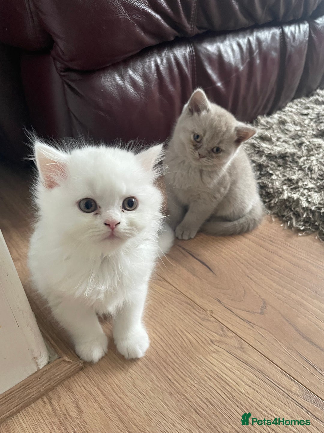 British Shorthair cats for sale: British shorthair/longhair kittens - Image 5