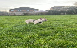 French Bulldog dogs for sale: Aiwa and Loya - Image 16