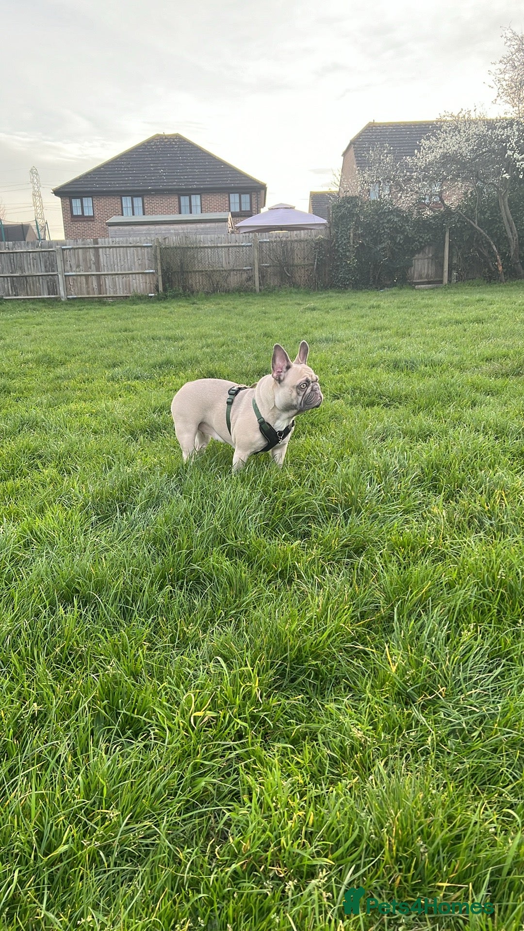 French Bulldog dogs for sale: Aiwa and Loya - Image 16