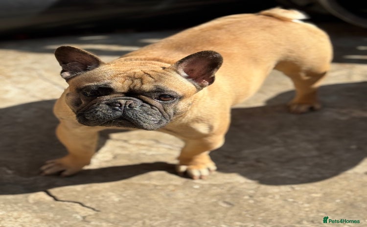 French Bulldog dogs - Advert 10