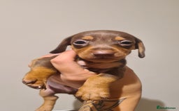 Miniature Dachshund dogs for sale: Smooth haired daxies available 3boys 3 girls - Image 11