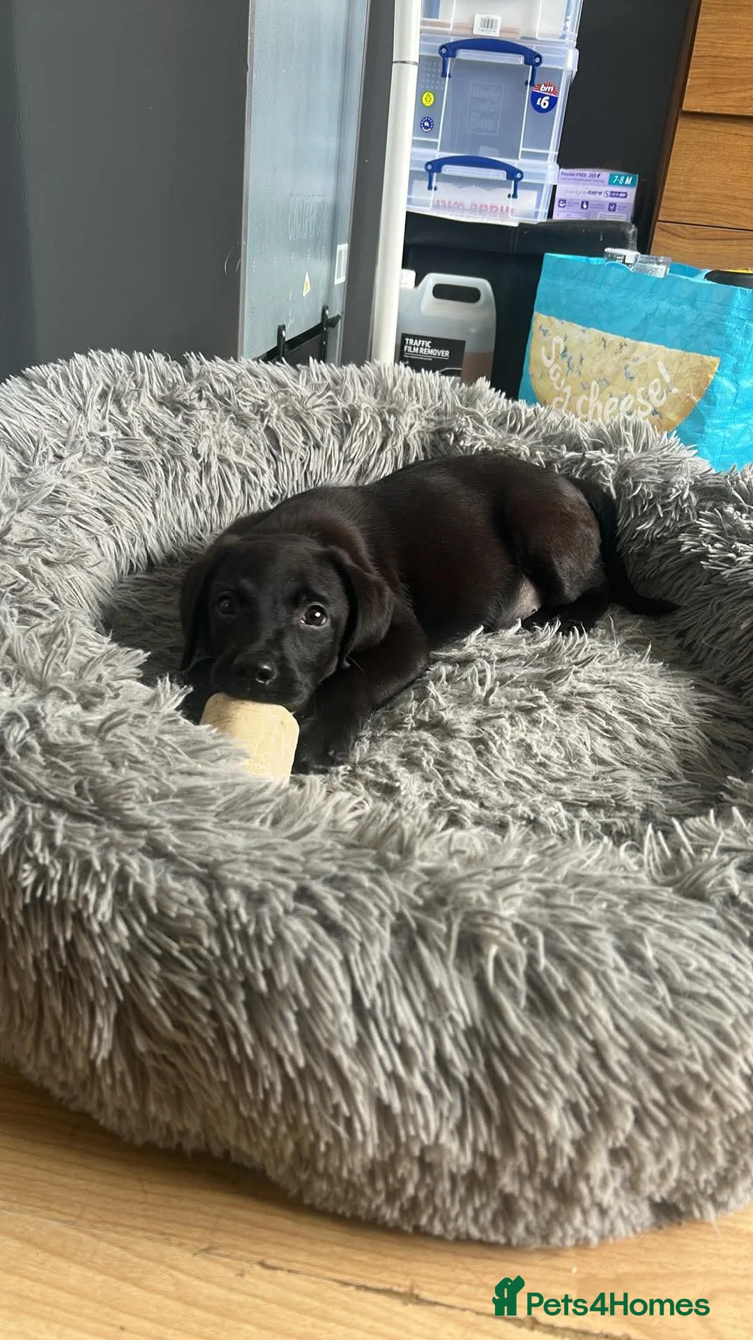 Labrador Retriever dogs for sale: Trained Labrador For Sale  - Advert 2
