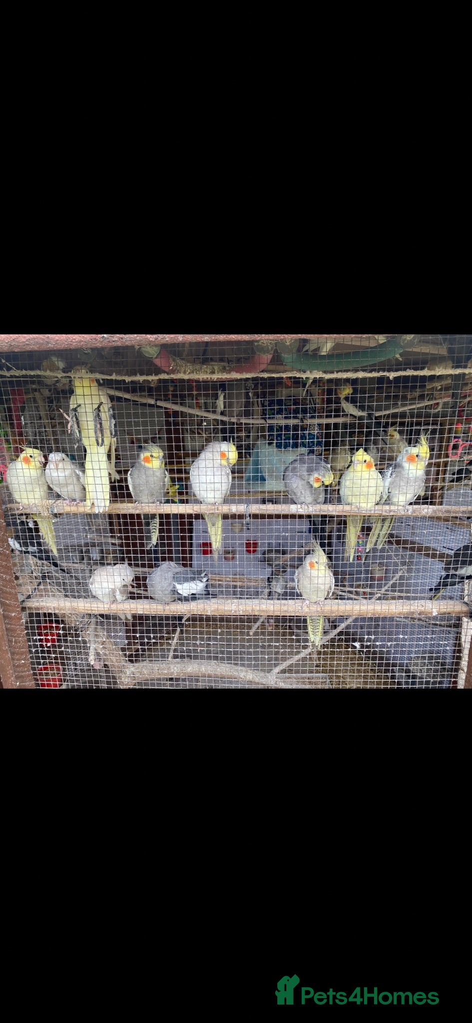 Cockatiels birds 5 Beautiful Chicks – Albino, Lutino & More 🦜 - Advert 2