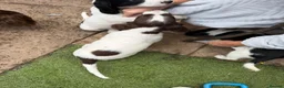 English Springer Spaniel dogs for sale: Engilish springer spaniel puppies  - Advert 31