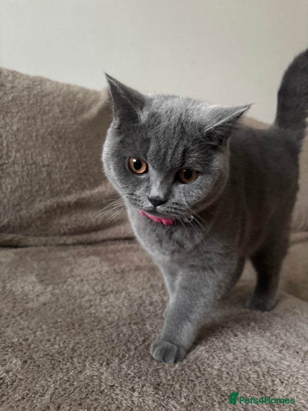 British Shorthair cats for sale: British short hair  - Advert 3