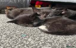 British Longhair cats for sale: Honey’s Kittens!  - Image 11