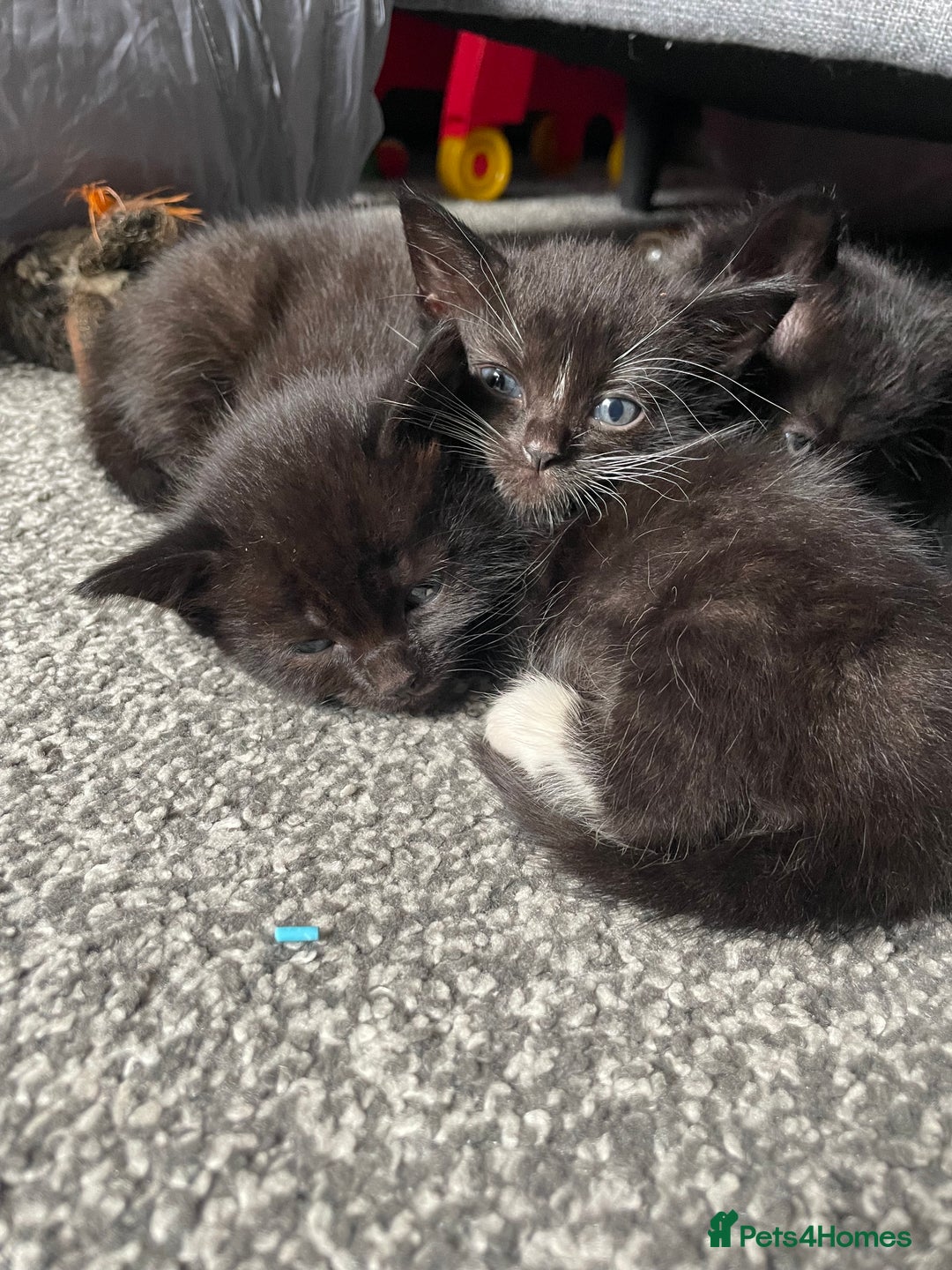 British Longhair cats for sale: Honey’s Kittens!  - Image 11